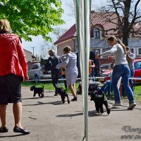 Dreamkiss Dimple For Dawry Style питомник цвергшнауцеров Dowry Style