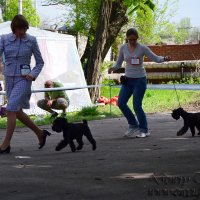 Dreamkiss Dimple For Dawry Style питомник цвергшнауцеров Dowry Style