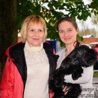 Dreamkiss Dimple For Dawry Style питомник цвергшнауцеров Dowry Style
